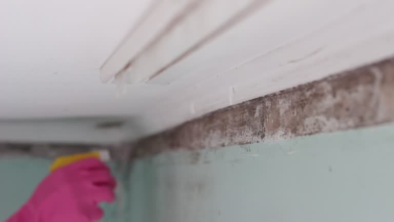 Mold Documentation for Insurance Claims in Franklin, KY